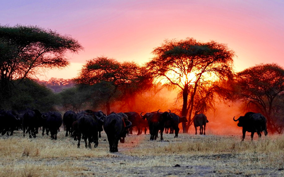 wildebeest-serengeti-luxury-safari-gray-dawes
