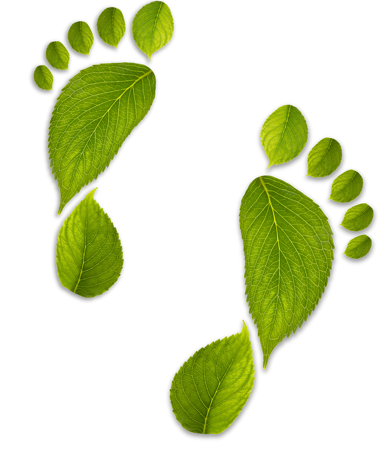 leaf-footprint-L-R 2