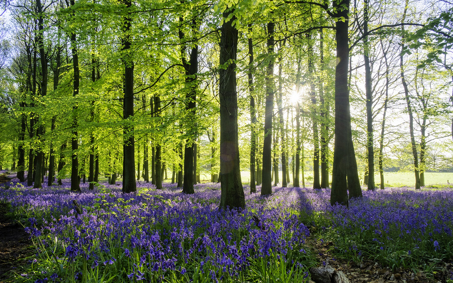 Bluebell Wood At Dawn bluebell woodlands
