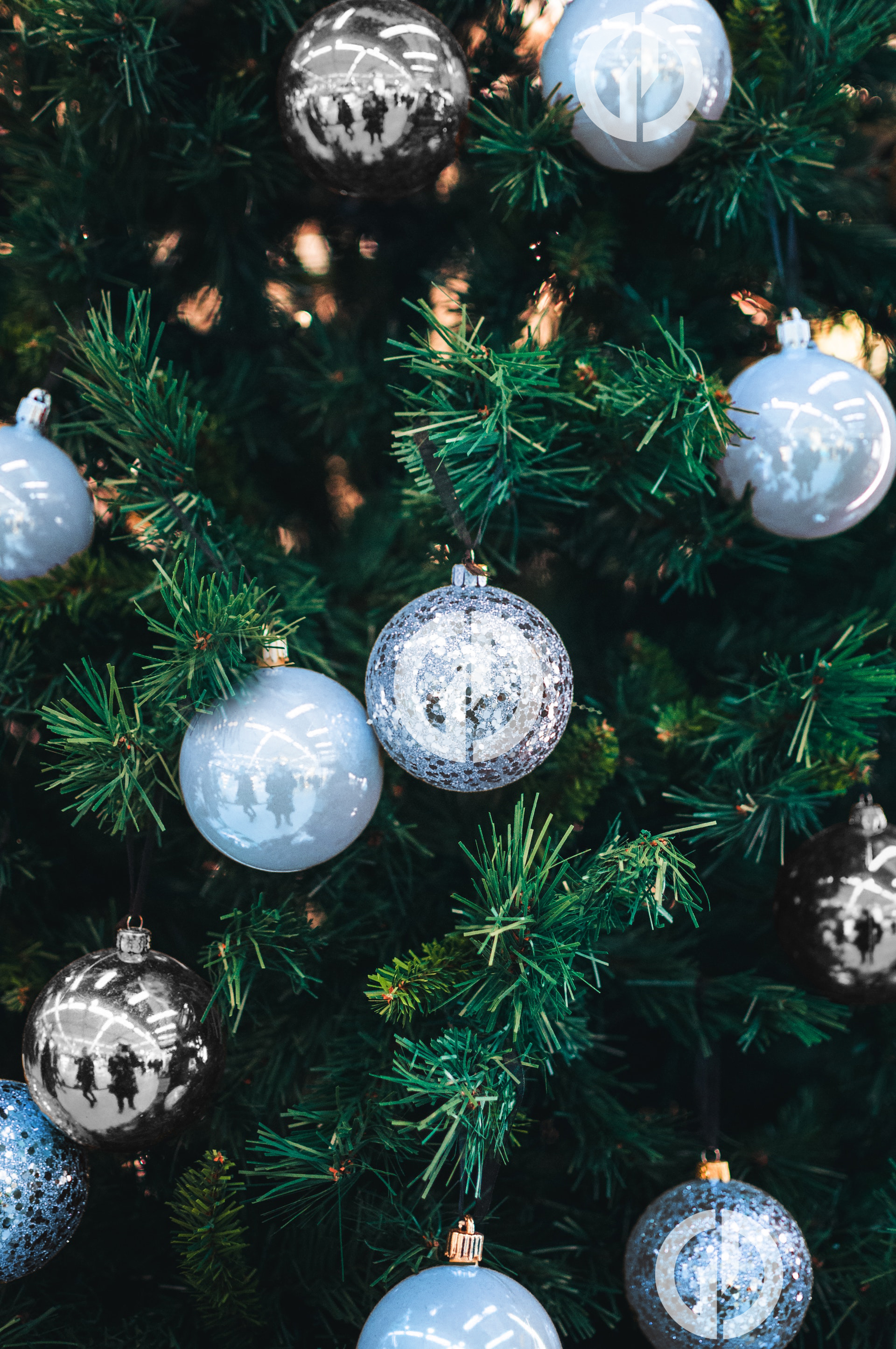 Gray Dawes Christmas Tree