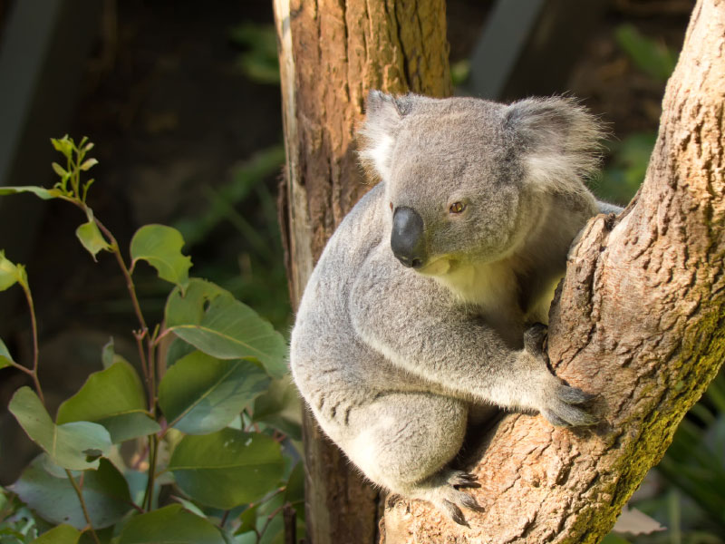 Koala Bear in taronga zoo in Sydney